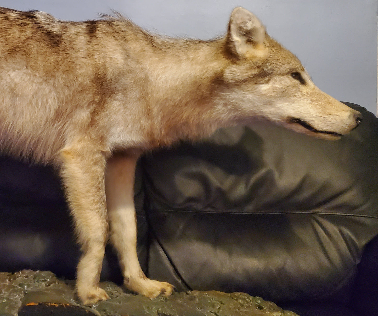 Wolf - Full Size Adult Taxidermy - Real Animal Display