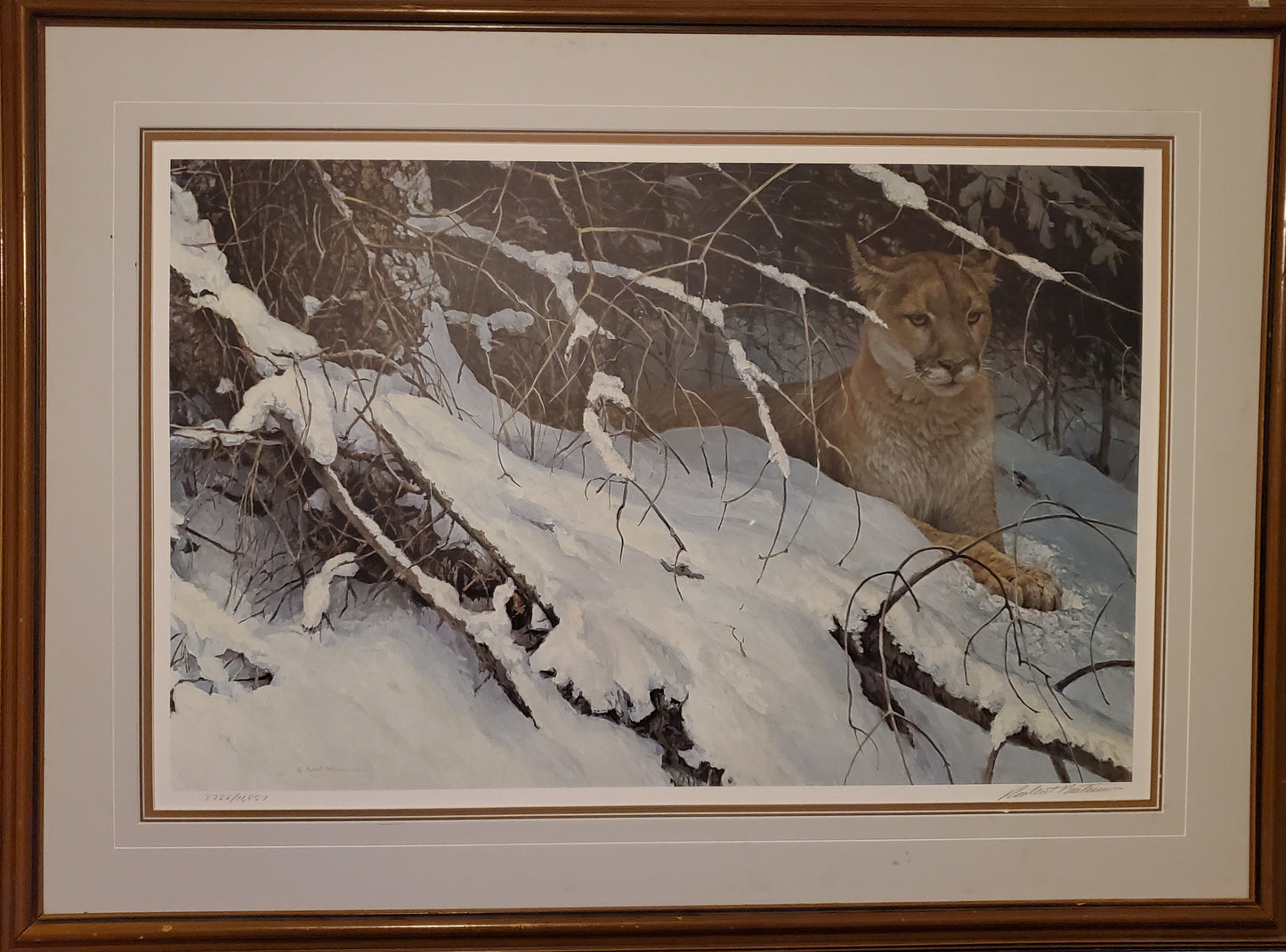 Robert Bateman "COUGAR IN THE SNOW" Numbered Limited Framed Autograph Signed 42"W X 32" Print