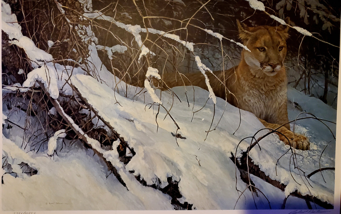 Robert Bateman "COUGAR IN THE SNOW" Numbered Limited Framed Autograph Signed 42"W X 32" Print